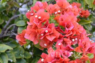 什么人不适合吃石斛,怎样吃石斛效果最佳