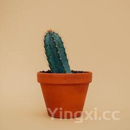 蜂蜜柠檬茶怎么做最简单的做法,蜂蜜柠檬茶的制作方法