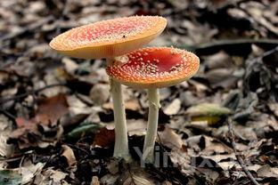 蘑菇炒肉片,香菇蘑菇炒肉片