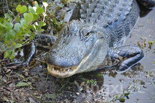 包含鳄鱼肉的做法的词条