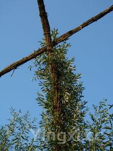 铁皮石斛的功效与作用,铁皮石斛的功效与作用高血压能吃吗