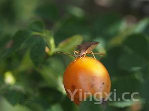 山楂苹果胡萝卜汁的功效，苹果胡萝卜汁的功效