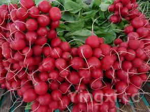 萝卜的功效与作用与主治，红萝卜的功效与作用