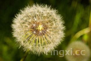 虫草花多少钱一斤的简单介绍