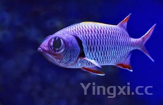 松鼠桂鱼是什么鱼，松鼠桂鱼是什么鱼类