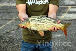 家常炖鱼家常炖鲤鱼,炖鱼鲤鱼的做法