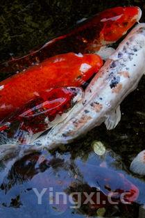 家常炖鱼家常炖鲤鱼，炖鱼鲤鱼的做法