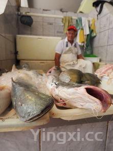 鲶鱼与塘鲺区别图片,塘鲺和鲶鱼的区别