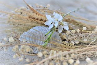 嘉兴粽子批发，嘉兴粽子批发多少钱一个