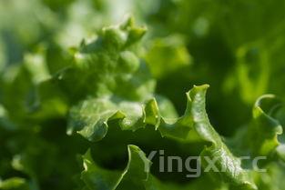 莴笋叶子怎么吃，莴笋叶子怎么做菜